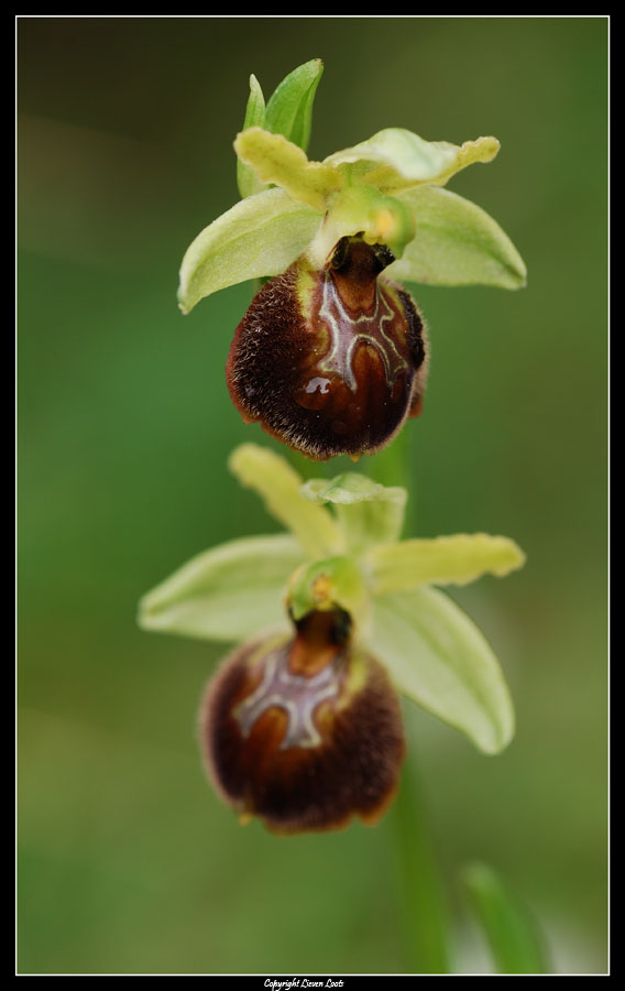 Ophrys sphegodes - finalmente le prime orchidee!